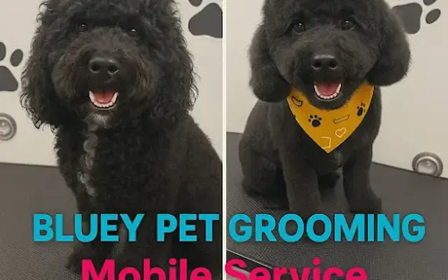 Bluey Pet Grooming in Round Rock, TX