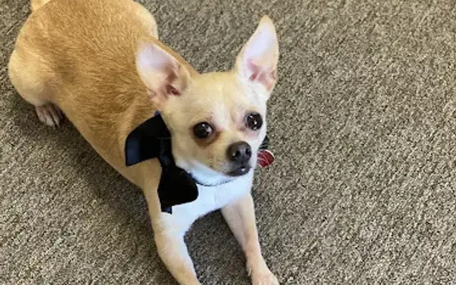 Pawsitively Radiant in Punta Gorda, FL