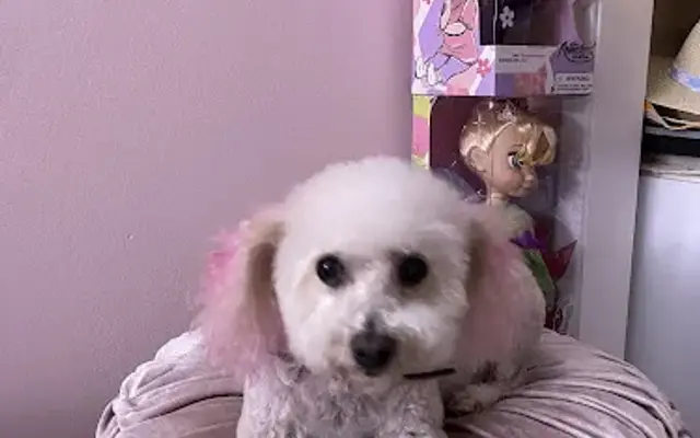 Jan's Dog & Cat Grooming in Granada Hills, CA