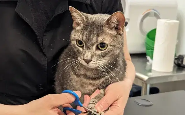 Fancy Felines LLC in Sarasota, FL