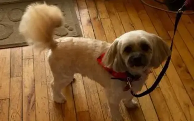 Wags N' Whiskers Pet Grooming in Norwood, MA