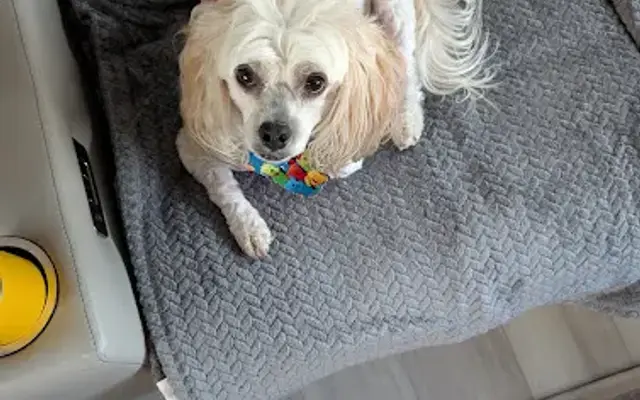 Pet Stylers in Navarre, FL