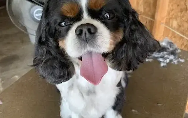 Emerald City Grooming in Flushing, MI