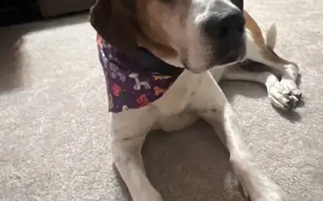Pawsitively Heaven in Stephens City, VA