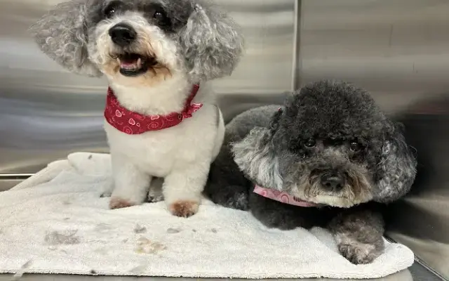 Homestead Dog Grooming in York, SC
