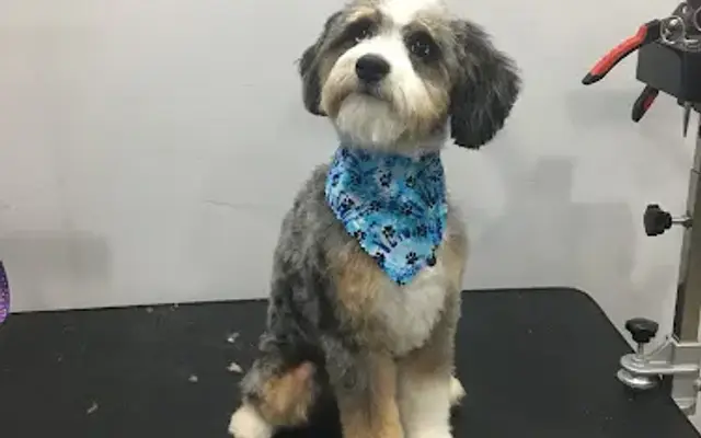 Pups N Style Springville Utah in Springville, UT