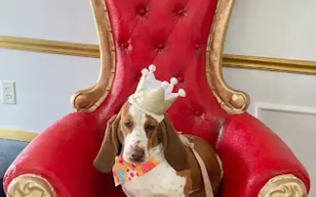 The Crown & Paw Spa in New Baltimore, MI