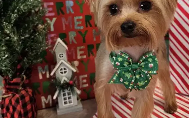 Twinkle Paws Pet Spa LLC in Watonga, OK