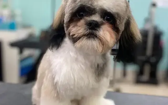 K9-Krazy Grooming in Mission Viejo, CA