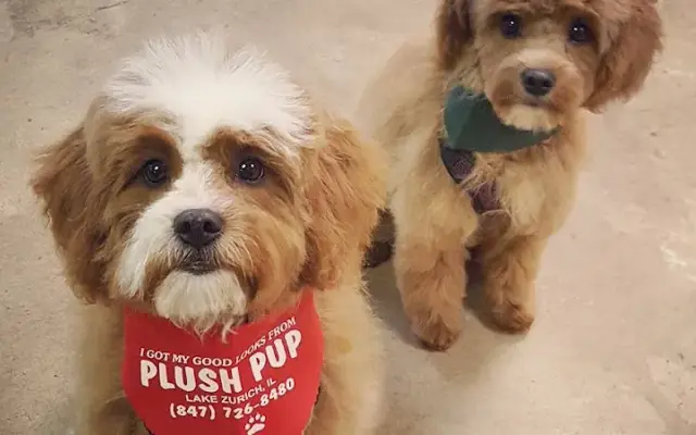 Plush Pup in Lake Zurich, IL