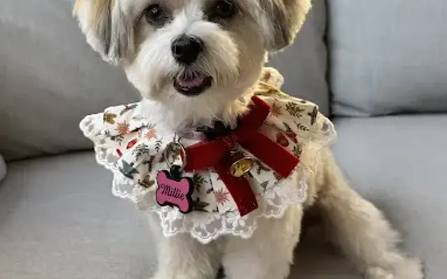 Uptown Dogs Pet Spa in Wellington, FL