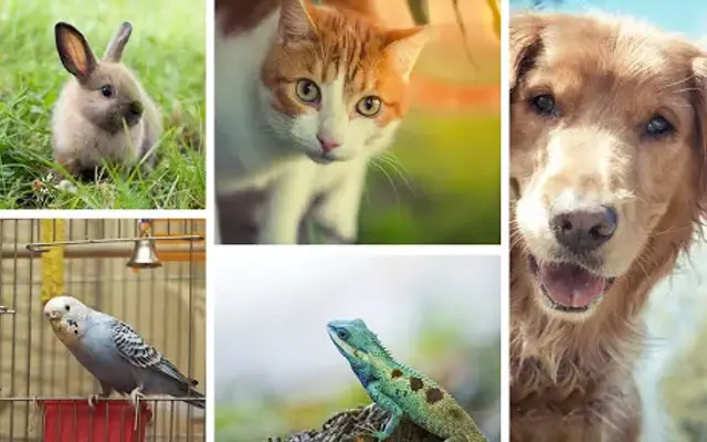 Promenade Animal Hospital in Palm Beach Gardens, FL