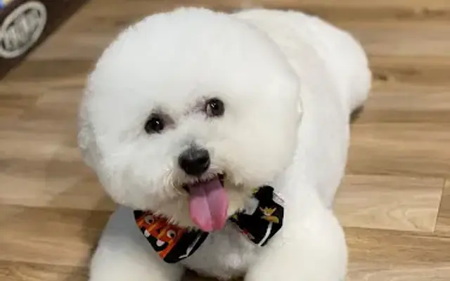 Max's Natural Pet Market & Salon Mirada in San Antonio, FL