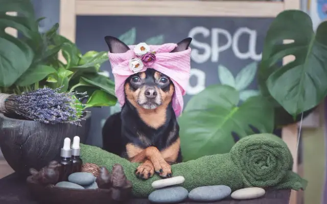 Top Dog Grooming Spa in Loveland, OH