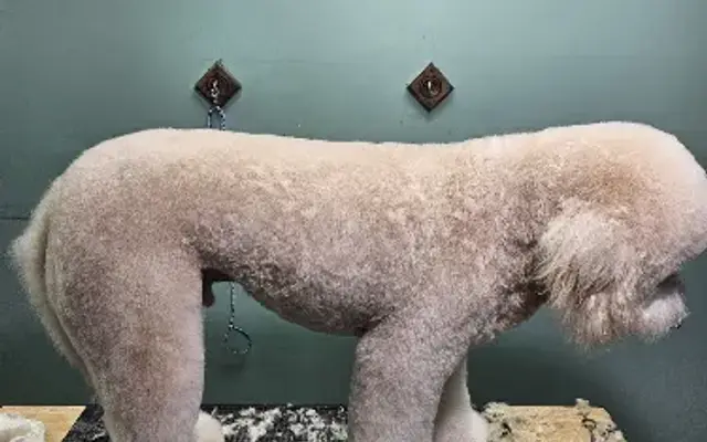 Pawfection Pet Design in Jonesboro, GA