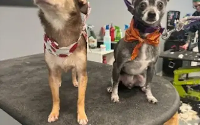 Bubbly Pups in Silvis, IL