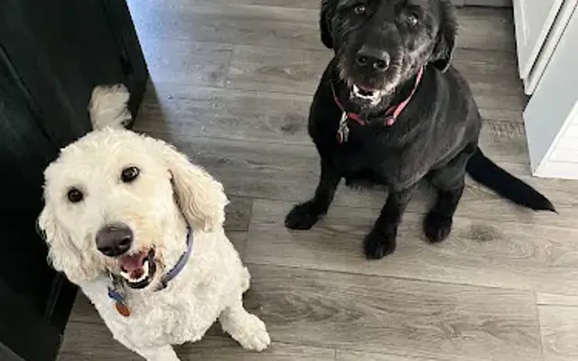 Suite Dreams - Canine Resort in Pataskala, OH