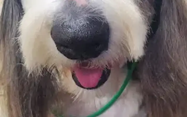 Michael Joe's Alpha Dog Mobile Grooming LLC (FluffDaddy) in Prosper, TX