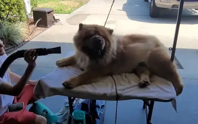 Sudsy Buttz House Call Grooming in Oldsmar, FL