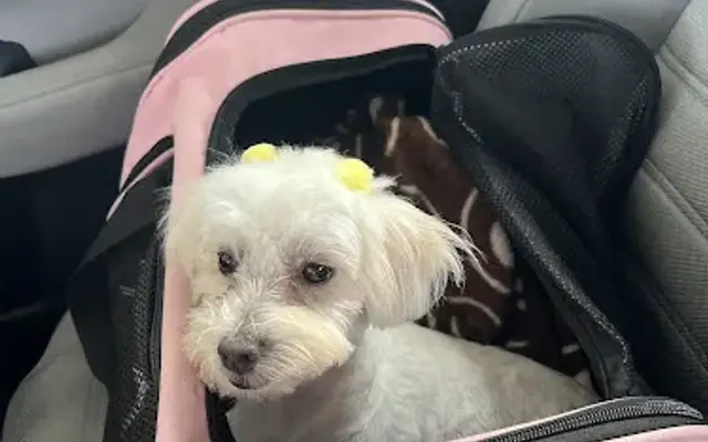 PetSmart Grooming in Bridgewater, NJ