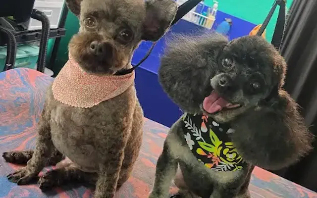Renee the Groomer in Northfield, MN