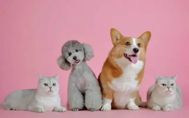 Andy's Pet Grooming and Daycare in Sherman Oaks, CA