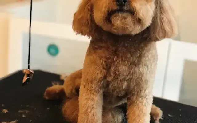 Andres the groomer. in Amagansett, NY