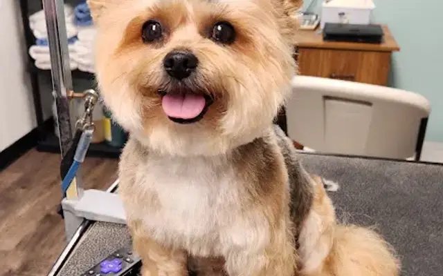 Grooming by Toni. inc. in Cocoa, FL