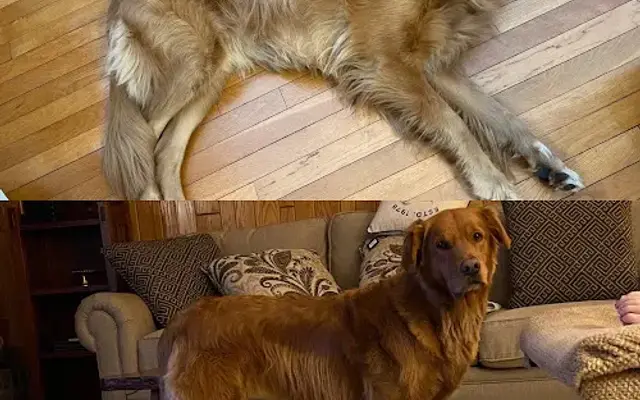 ZOOM AND GROOM PET GROOMING in Punxsutawney, PA