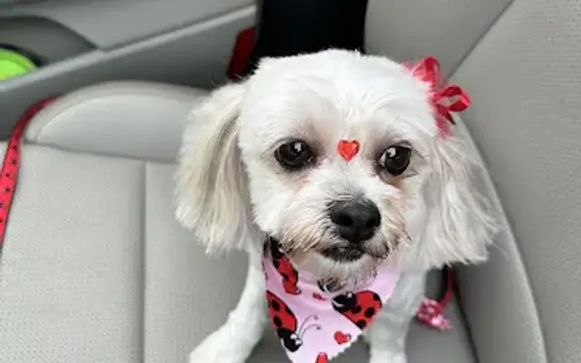 Love 2 Groom Pet Salon in Orange City, FL