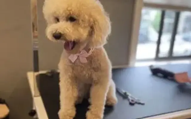 LNiMo Pet Grooming in San Mateo, CA