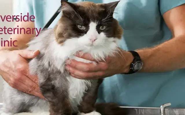 Riverside Veterinary Clinic in Radford, VA
