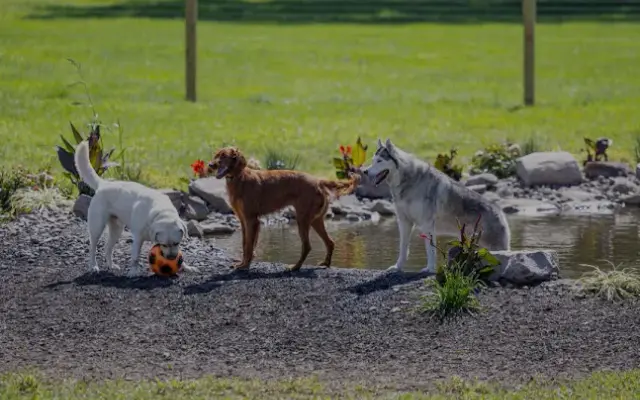Lakeside Pet Lounge in New Hampton, NY