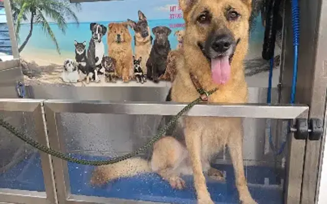 Island Dog Self Service Dog Wash in Merritt Island, FL