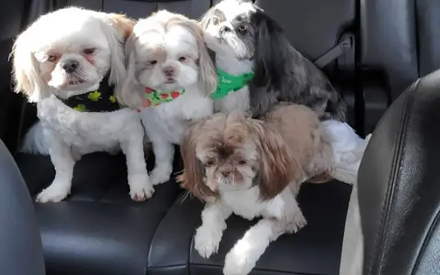 Paws Awhile in Ardmore, AL