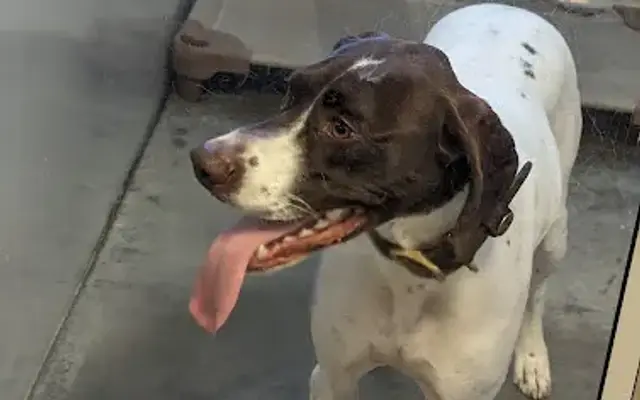 Rae-Zor Grooming Boarding Daycare in Sanford, NC