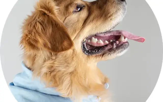 The Lucky Dog Mobile Grooming in Bellevue, WA
