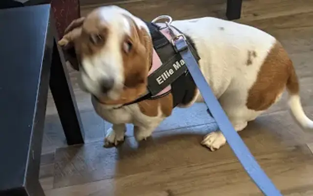 North Memorial Animal Hospital and Paw Spaw in New Wilmington, PA