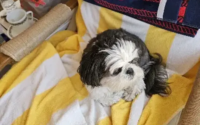 PetSmart Grooming in Naples, FL
