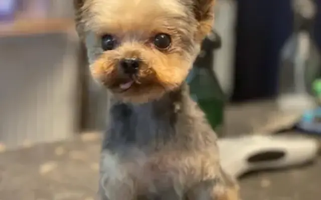 Naranjo grooming llc in Salinas, CA