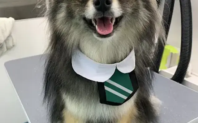 Melissa the Groomer Mobile Pet Salon in Ceres, CA