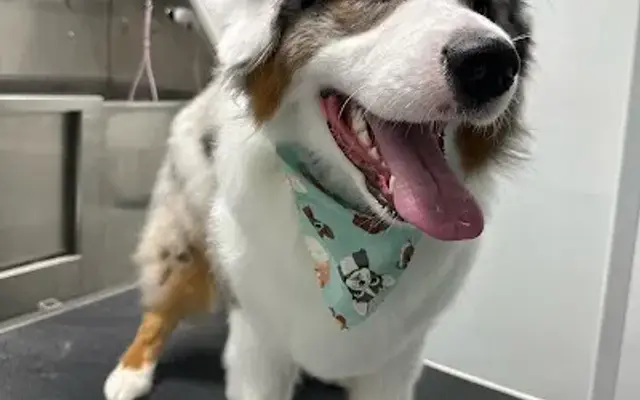 Bears Paw Mobile Grooming in Clayton, OH