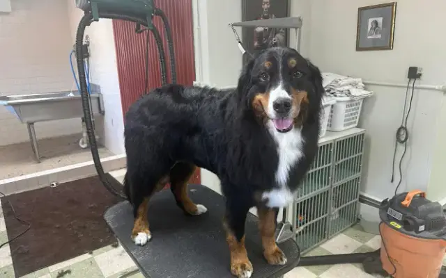 Hair Of The Dog Pet Grooming in Evergreen, CO