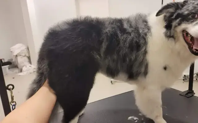 Pampered pooches in Madison, AL