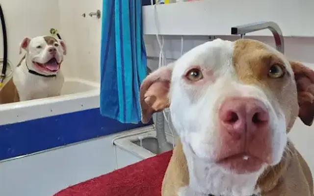Puptopia in Vacaville, CA