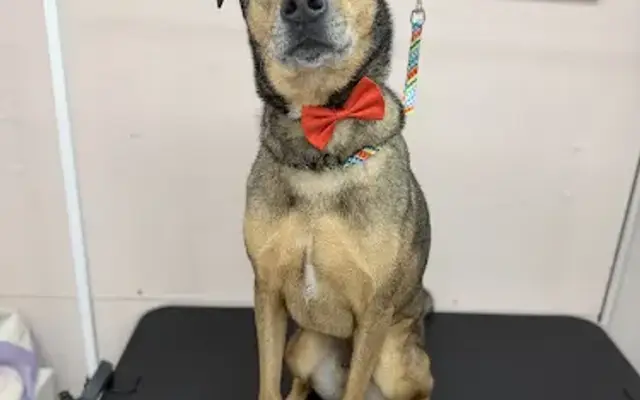 Lucky Grooming in Glendale, AZ