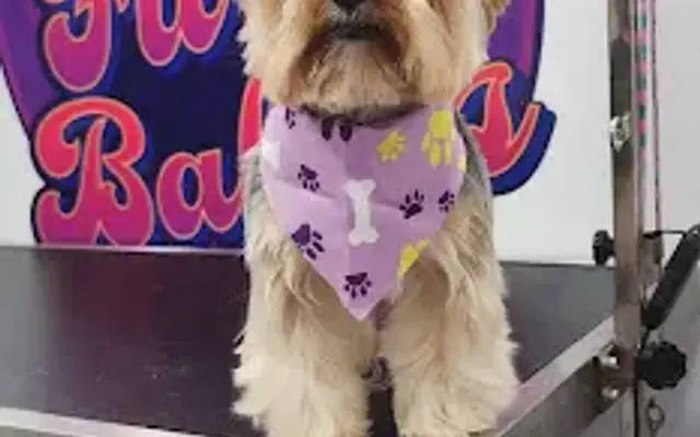 Furry Babies Mobile Grooming in Brandon, FL