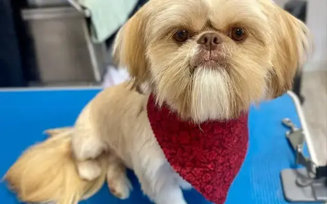 Wags and Wiggles Dog Grooming by Amanda McCloure in Reno, TX