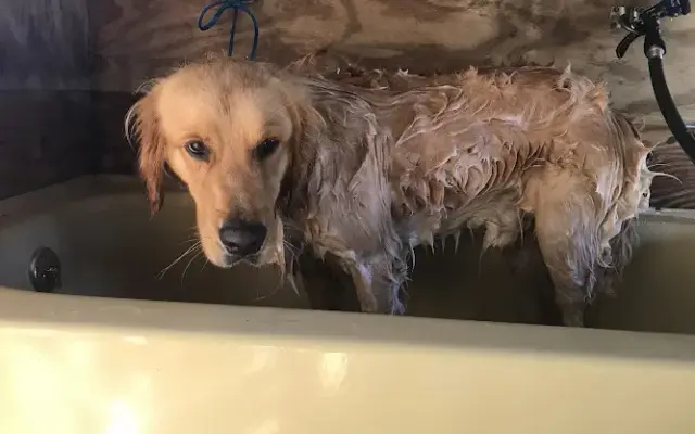 Tiffany's Kennels in Lyons, GA