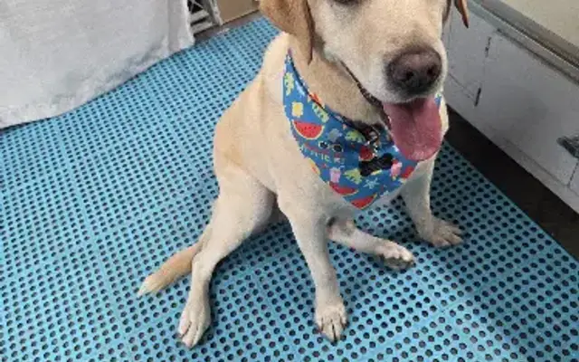 Courtney Stones Dog Grooming in St Helens, OR
